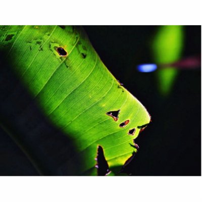 Banana Leaf At Balboa Park In San Diego Photo Cut Outs by lifesphere
