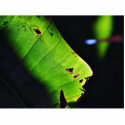 Banana Leaf At Balboa Park In San Diego photo sculptures by lifesphere Banana Leaf At Balboa Park In San Diego photo sculptures