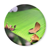 Banana Leaf Fridge Magnet