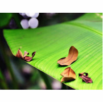 Banana Leaf photo sculptures