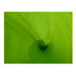 Banana Leaf Post Card
