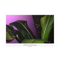 Banana Palm posters