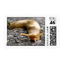 Banana Slug postage