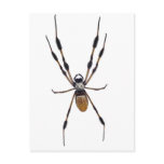 Banana spider post card
