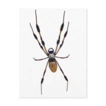 Banana spider postcards
