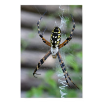 Banana Spider posters