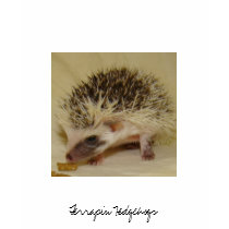 Banana Split  Terrapin Hedgehogs t-shirts
