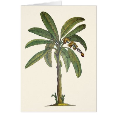 Banana Tree Botanical Cards by joeyartist