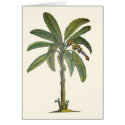 Banana Tree Botanical cards by joeyartist Banana Tree Botanical cards