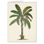 Banana Tree Botanical cards