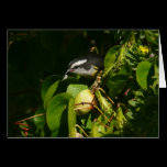 Bananaquit Bird Card