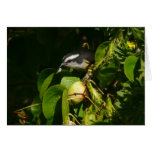 Bananaquit Bird Card