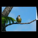 Bananaquit Bird Card