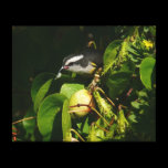 Bananaquit Bird Gallery Wrapped Canvas