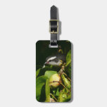 Bananaquit Bird Luggage Tag