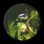 Bananaquit Bird Magnet