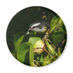 Bananaquit Bird Magnet