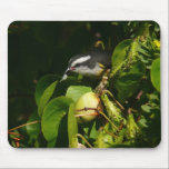Bananaquit Bird Mousepad