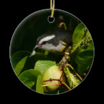 Bananaquit Bird Ornament