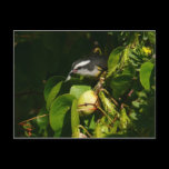 Bananaquit Bird Postcard
