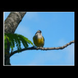 Bananaquit Bird Postcard