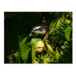 Bananaquit Bird Postcard
