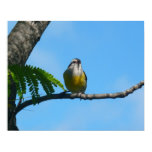 Bananaquit Bird Print