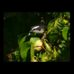 Bananaquit Bird Print