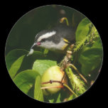 Bananaquit Bird Sticker