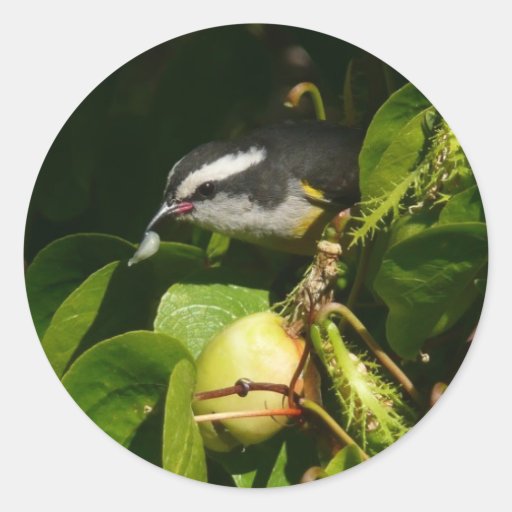 Bananaquit Bird Sticker