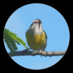 Bananaquit Bird Sticker