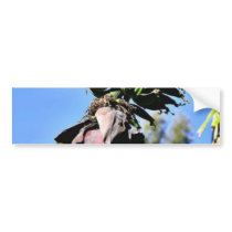Bananas Fruit bumper stickers by lifesphere Bananas Fruit bumper stickers