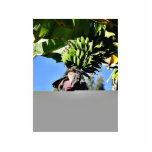 Bananas Fruit