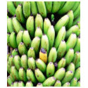 Bananas Tree t-shirts by lifesphere Bananas Tree t-shirts