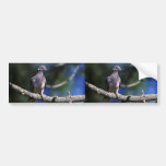 Band-tailed Pigeon Bumper Sticker