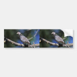 Band-tailed Pigeon Bumper Stickers