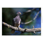 Band-tailed Pigeon Cards