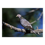 Band-tailed Pigeon Cards