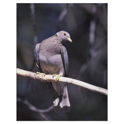 Band-tailed Pigeon Full Color Flyer by animalpark