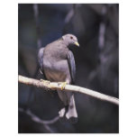 Band-tailed Pigeon flyers