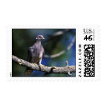 Band-tailed Pigeon Postage