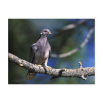 pombo Faixa-atado cartões postais
