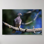 Band-tailed Pigeon Posters