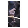 Band-tailed Pigeon Rack Card Design
