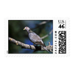 Band-tailed Pigeon Stamps