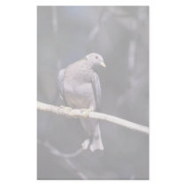 Band-tailed Pigeon stationery by animalpark Band-tailed Pigeon stationery