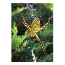 Banded Garden spider ~ ATC Business Card