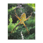Banded Garden spider ~ postcsrd Postcard