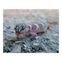 Banded Gecko Licking Eye posters by crotalus Banded Gecko Licking Eye posters