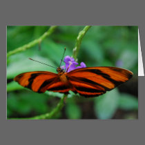 Banded Orange Heliconian cards